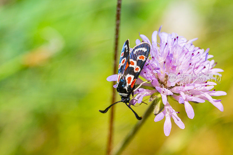 Zygaena occitanica moth， Catalonia.普罗旺斯伯内特